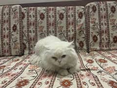 white Persian cat