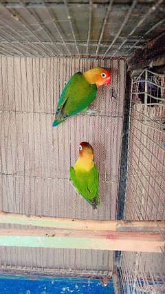 black personata  fisher and banglaese finch