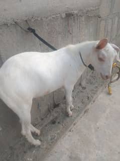 tapra bakra