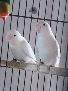 Love birds