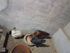 desi hen cocks and aseep