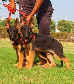 german shepherd double coated pair available for sale