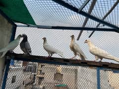 fancy Sherazi pigeons beauty