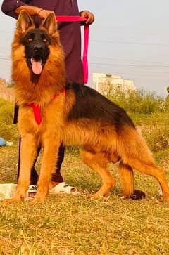 double cot German Shepherd male 10 month for sale