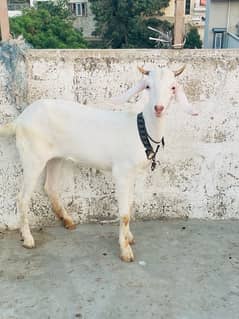 bakri for sale age 5 months