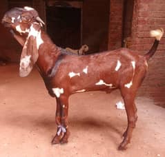 Khoobsorat Nagra Laal Daba Bakra for sale