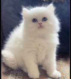 Blue eyes , 3 coat kitten