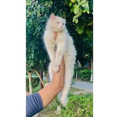 Persian Cat Female Triple coated