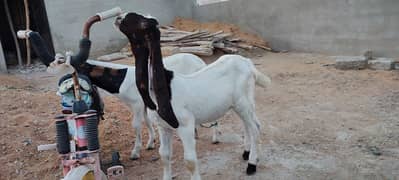 pateri nasal ki bakri k 2 male bachy age 4 month