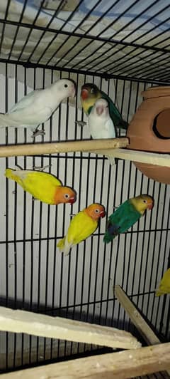 URGENT SALE LOVE BIRDS PATHAY & ADULTS