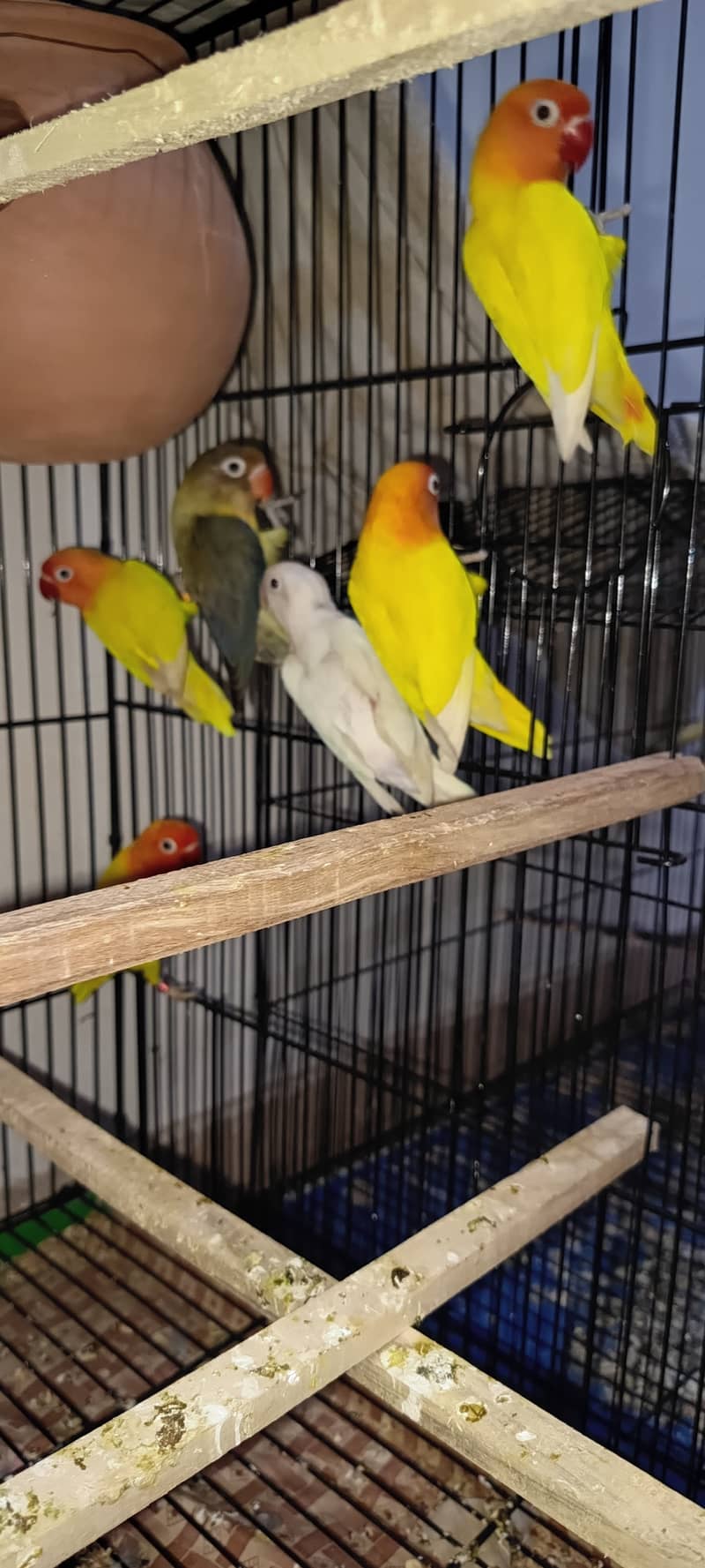 URGENT SALE LOVE BIRDS PATHAY & ADULTS 1