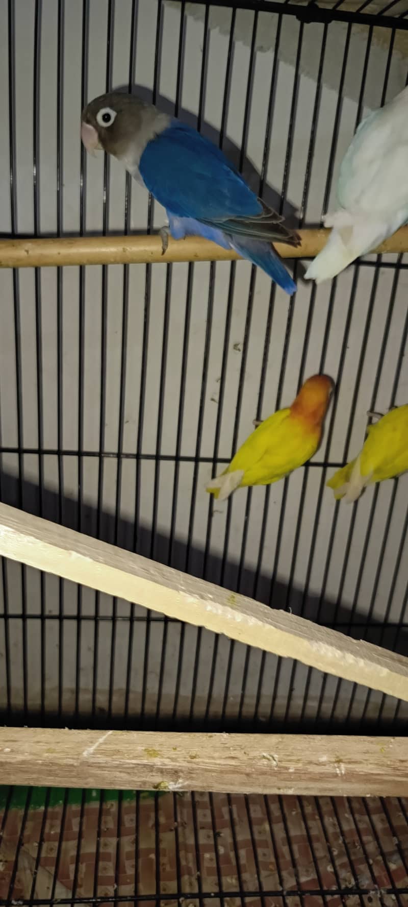 URGENT SALE LOVE BIRDS PATHAY & ADULTS 2