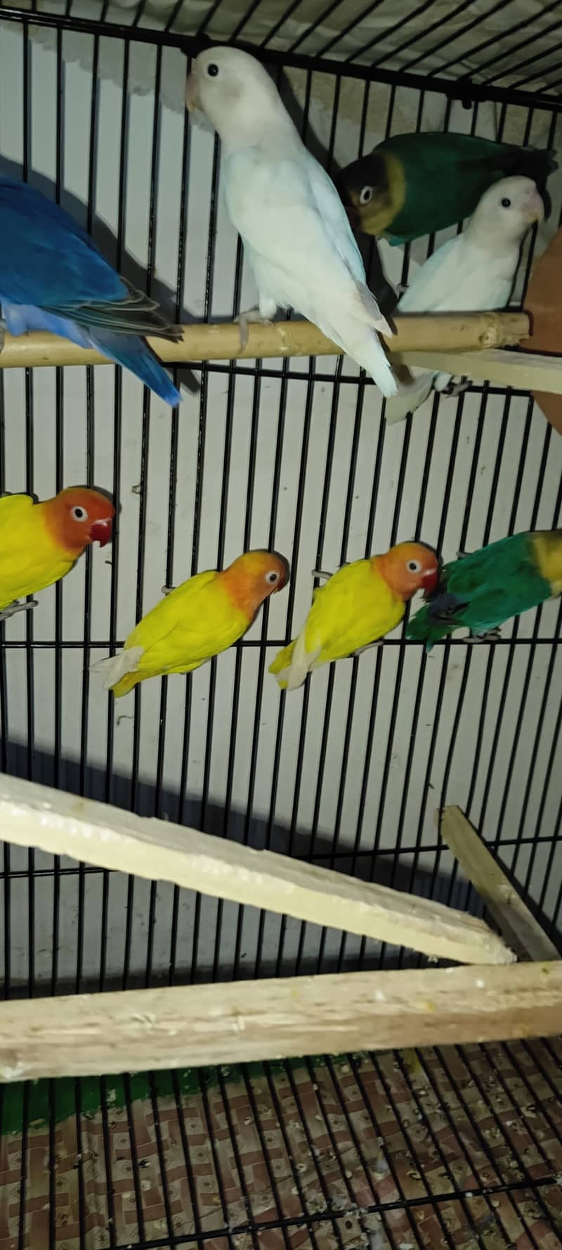 URGENT SALE LOVE BIRDS PATHAY & ADULTS 3