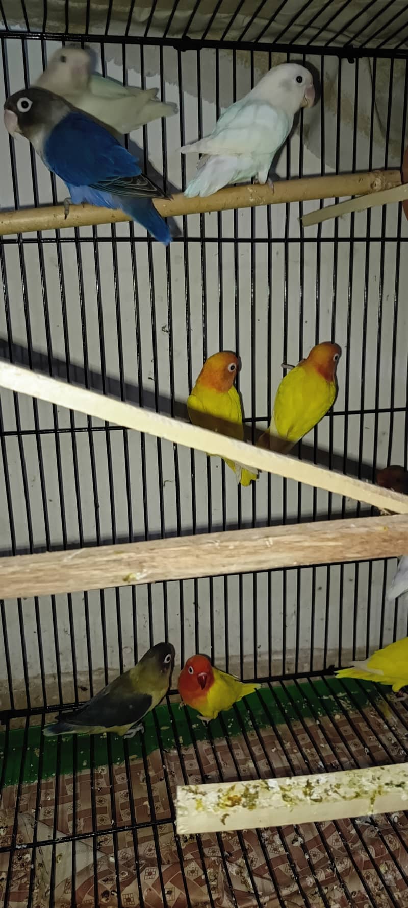 URGENT SALE LOVE BIRDS PATHAY & ADULTS 4