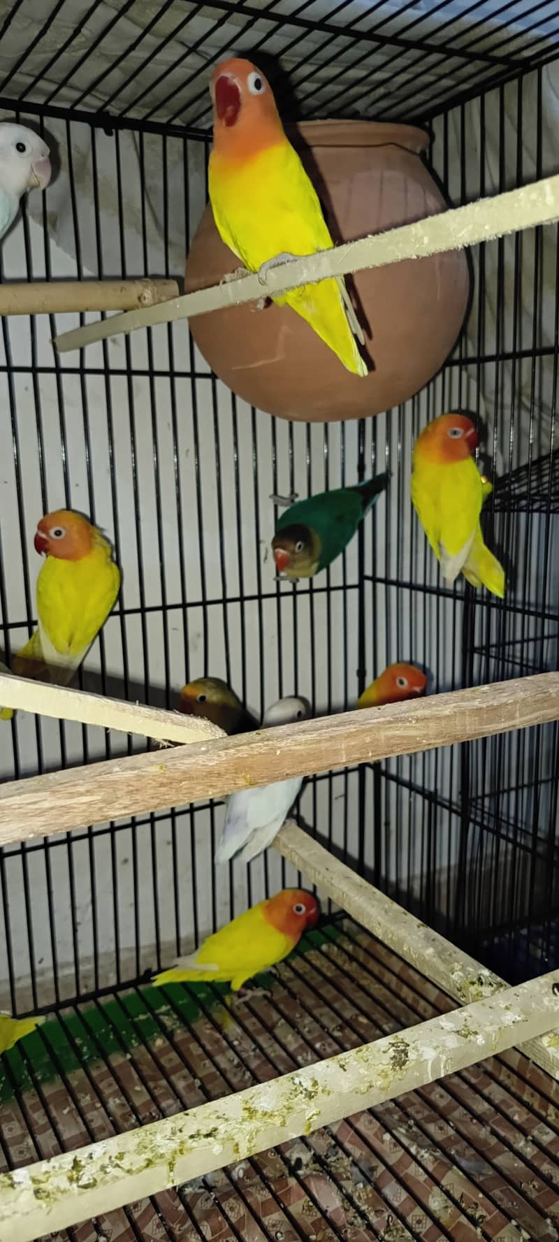 URGENT SALE LOVE BIRDS PATHAY & ADULTS 5