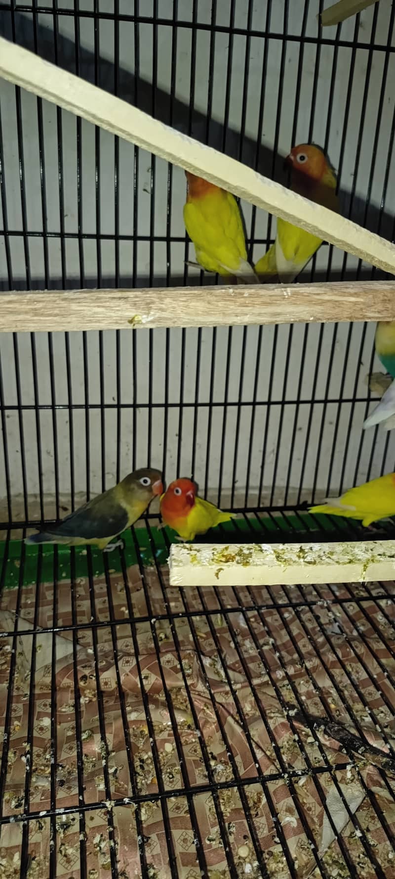 URGENT SALE LOVE BIRDS PATHAY & ADULTS 6