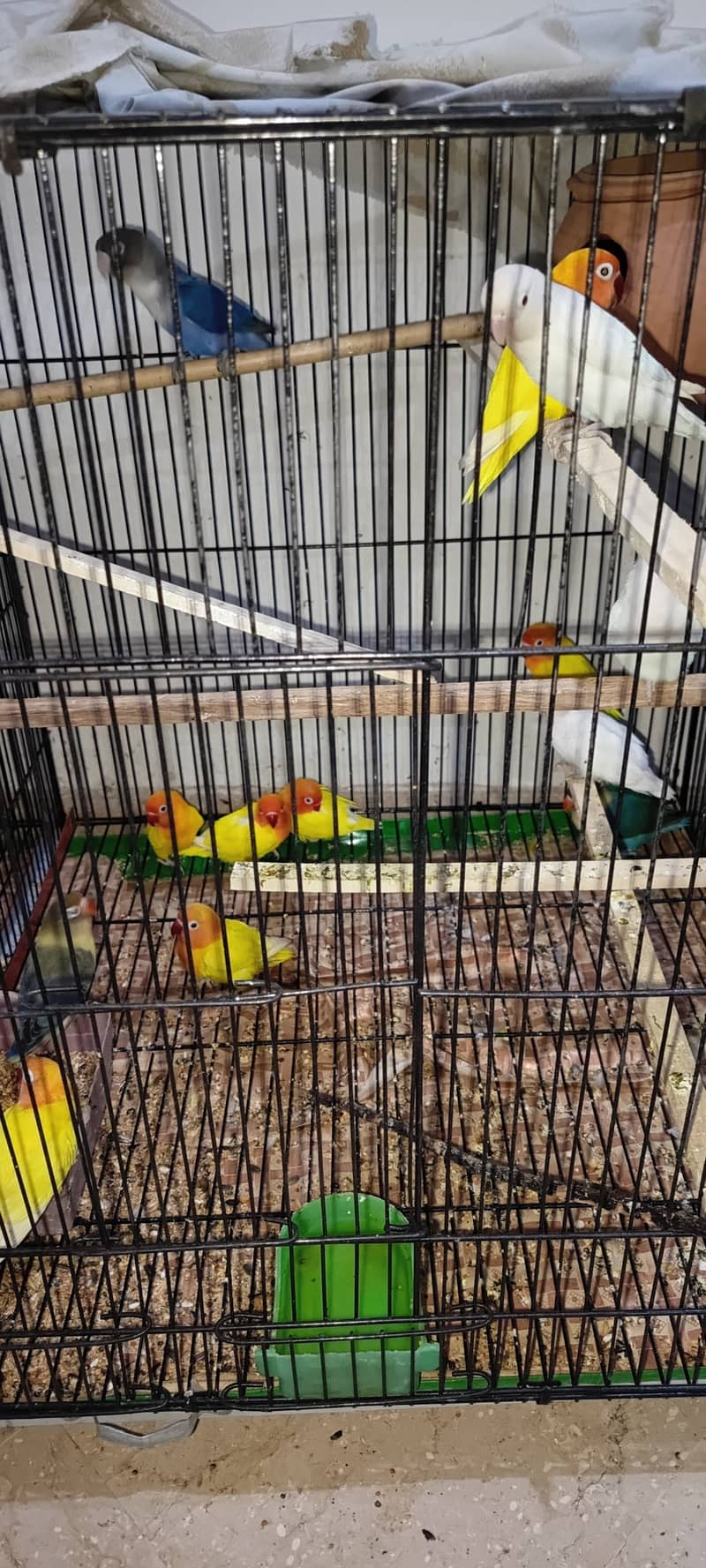 URGENT SALE LOVE BIRDS PATHAY & ADULTS 7