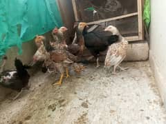 6 aseel hens for sell