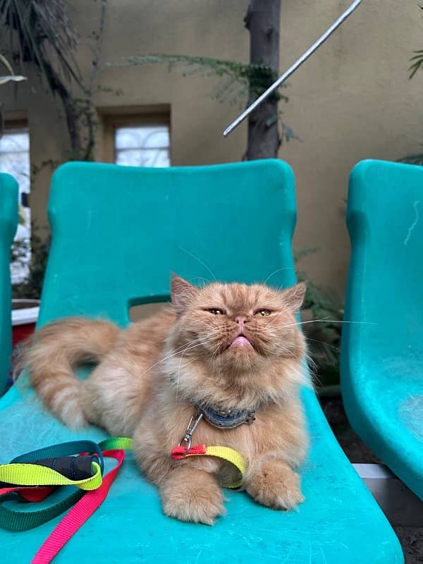 Punch Face Persian Female Cat 3