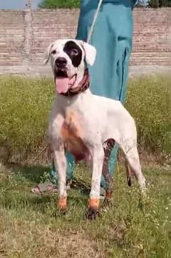 bully gultair female age 18 month buredar canfaram available for sale