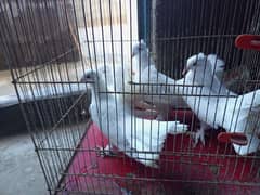 English fantail pairs looking for a new shelter| laka pigeon for sale