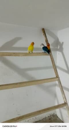 love birds breeder pair