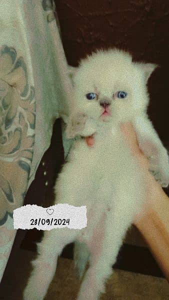 20 days kitten for sale 0