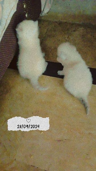 20 days kitten for sale 2