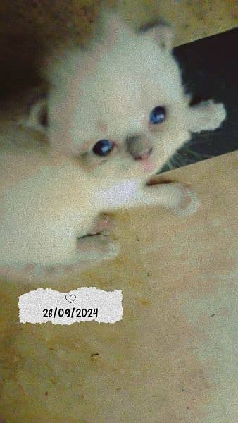 20 days kitten for sale 4