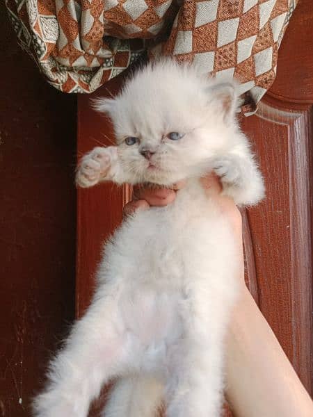 20 days kitten for sale 6