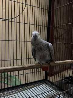 African Grey Parrot Age 16 Months with Cage