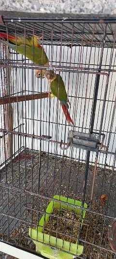 Pineapple Conure