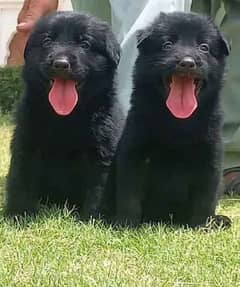 black German Shepherd long coat pair