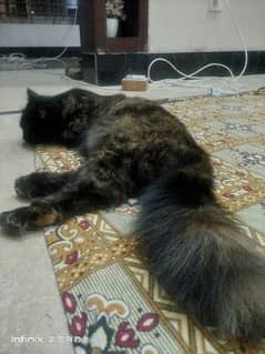 Persian cat for sale