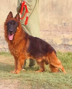 German shepherd long coat Male confirm stud for sale