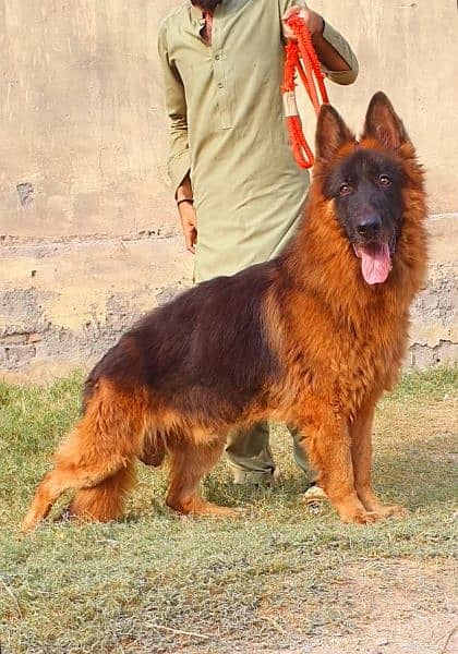 German shepherd long coat Male confirm stud for sale 1