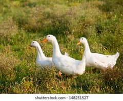 White Ducks pair