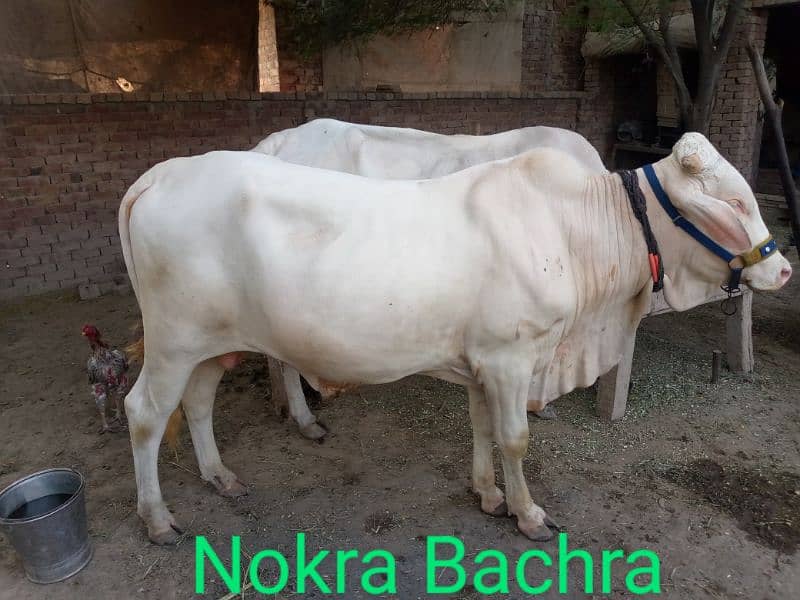 Nokra Bachra For Sale 3