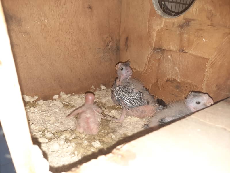 Pineapple cunore hai breeder piar cockatiel breeder piar hai 1breed ka 1