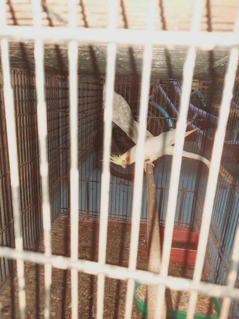 Pineapple cunore hai breeder piar cockatiel breeder piar hai 1breed ka 3