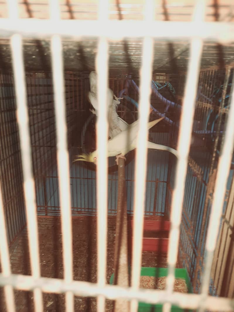 Pineapple cunore hai breeder piar cockatiel breeder piar hai 1breed ka 4