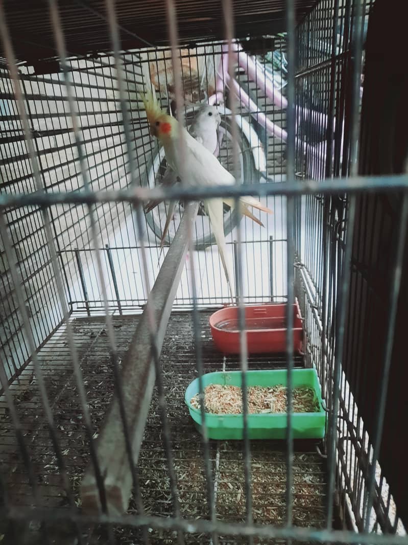 Pineapple cunore hai breeder piar cockatiel breeder piar hai 1breed ka 5