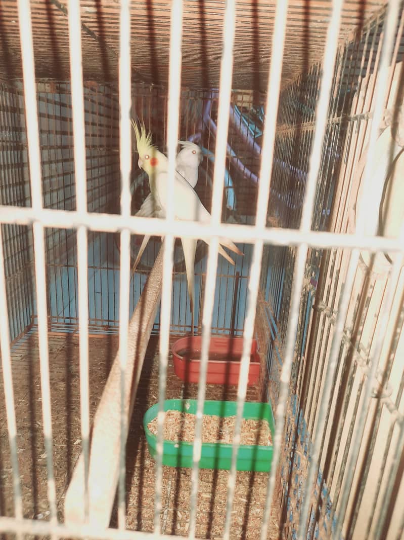 Pineapple cunore hai breeder piar cockatiel breeder piar hai 1breed ka 6