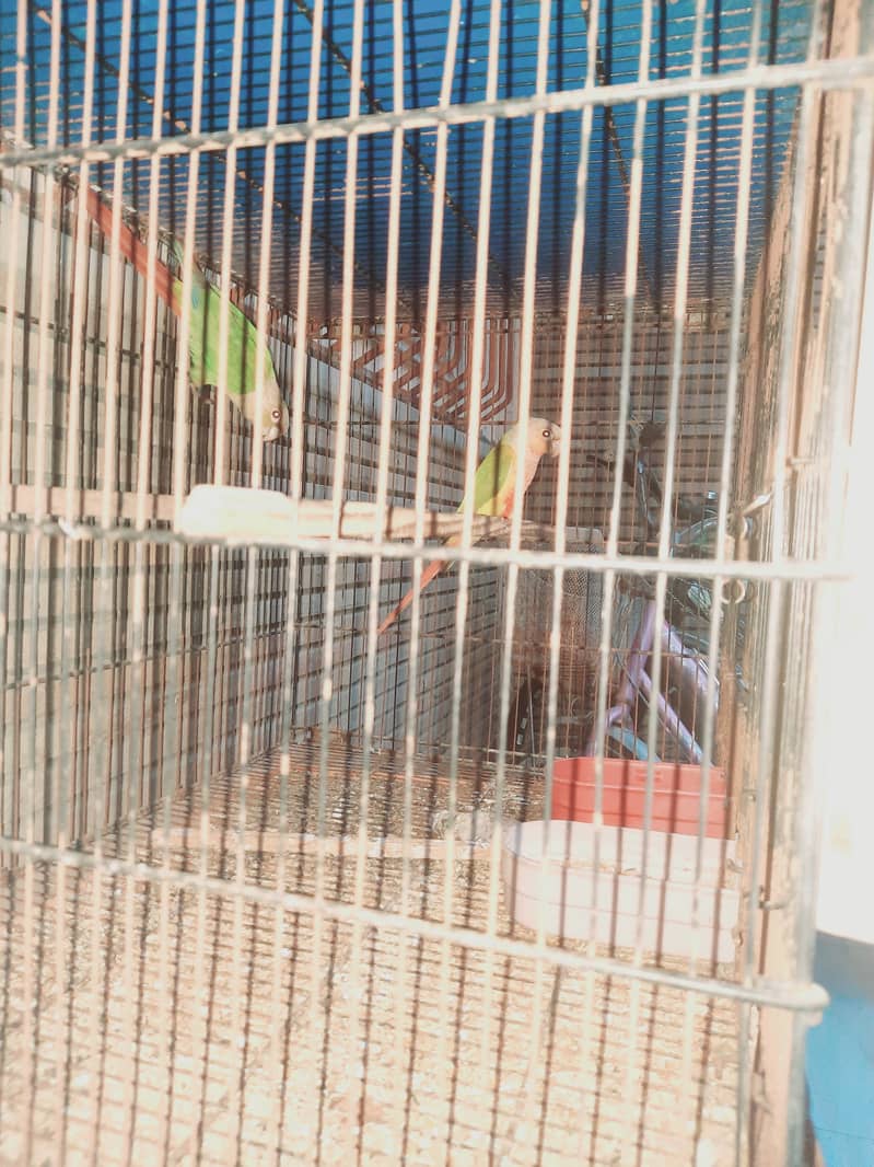 Pineapple cunore hai breeder piar cockatiel breeder piar hai 1breed ka 7