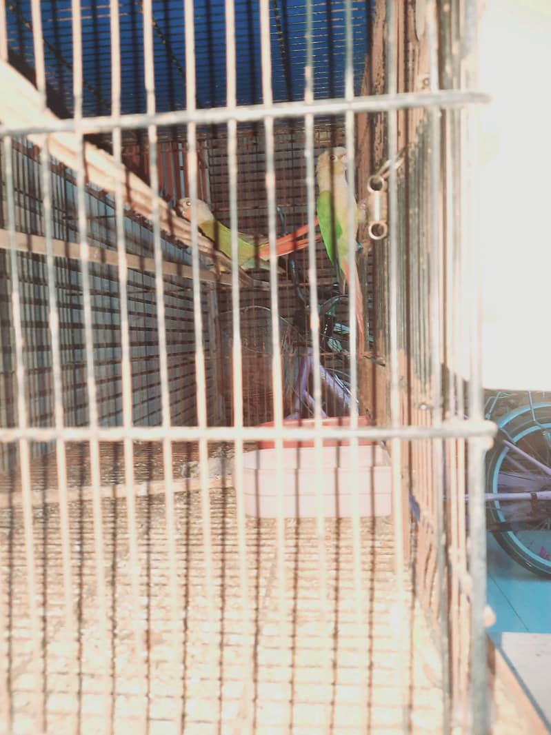 Pineapple cunore hai breeder piar cockatiel breeder piar hai 1breed ka 9