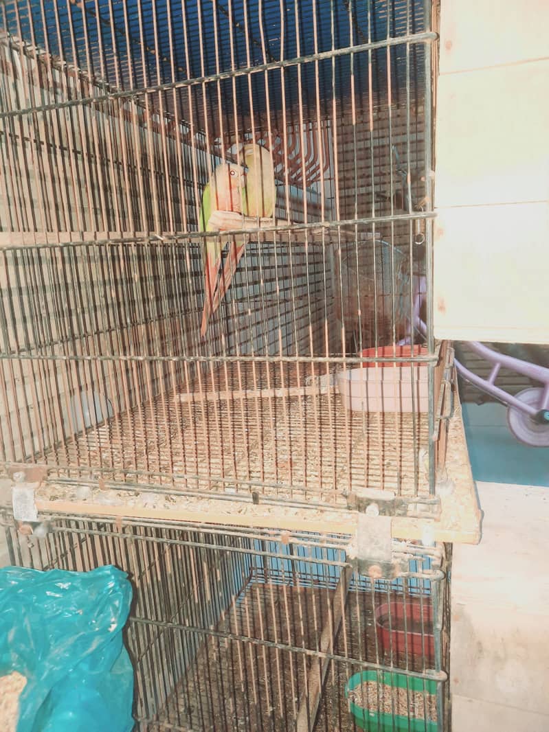 Pineapple cunore hai breeder piar cockatiel breeder piar hai 1breed ka 10