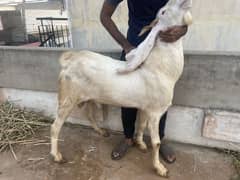 gulabi big size male breeder bakra fully active