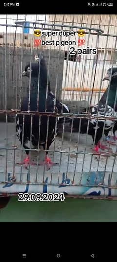 2 KALPOTA PAIR 10 10 CONDITION FOR CONTACT 03278450846