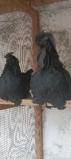 Ayam Cemani gray tongue breeder