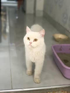 Top quality Persian cat  Looking for new Home